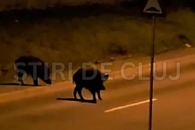 Porcii mistreți au revenit pe străzile din Cluj-Napoca și provoacă panică printre locuitori: „Puteam să fiu atacată!”