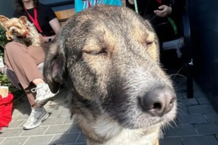 Povestea impresionantă a câinelui Boica, salvat după un accident și acum donează sânge pentru animalele aflate în pericol