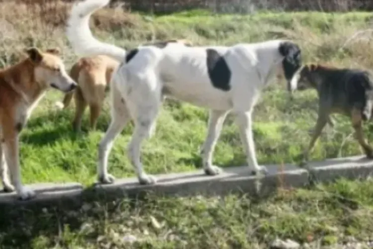 Clujenii, puși pe fugă de o haită de câini agresivi pe o stradă din Cluj-Napoca! Oamenii au fost nevoiți să se întoarcă din drum 