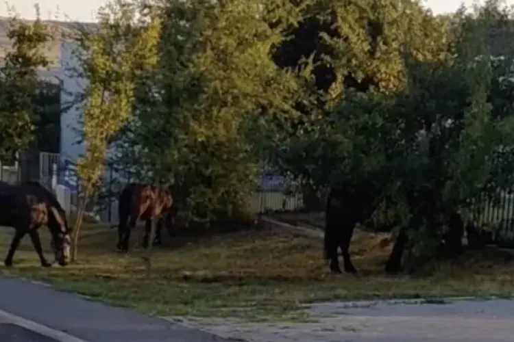 Caii umblă nesupravegheați pe străzile din Cluj-Napoca! Proprietarul ar fi fost amendat de mai multe ori, dar problema continuă 