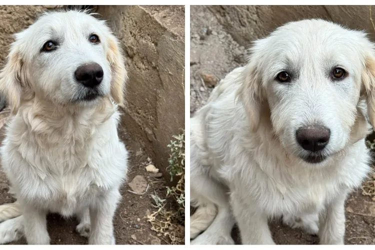 Eva, cățelușa abandonată în pădure alături de frații ei, își caută o familie în Cluj. „Nu își dorește un lanț. E blândețea pământului”