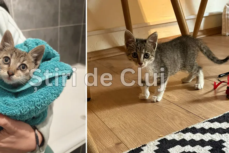 Pisicuța găsită lângă roata unei mașini din Cluj a fost salvată! Acum are nevoie de o familie care să-i ofere iubire și un cămin călduros