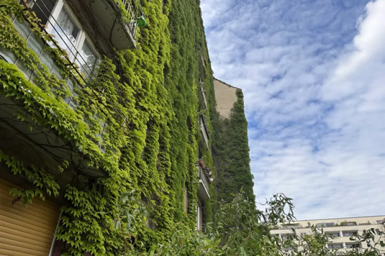 Război ecologic într-un bloc din Mănăștur. Un clujean a preluat modelul fațadelor verzi din Germania, dar vecinii i-au „tăiat” elanul