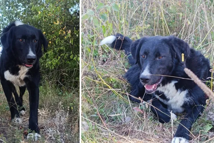 Unde este Blacky? Câinele care stătea pe centura de camioane din Cluj a dispărut fără urmă. Se cere ajutorul oamenilor