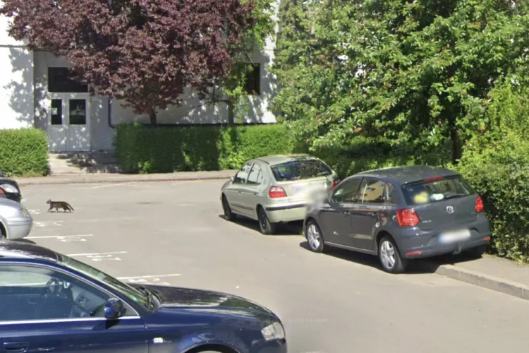 Haos pe o strada din Cluj-Napoca: Mașinile ocupă trotuarul zi de zi, iar oamenii merg cu copiii pe carosabil. Un clujean cere disperat stâlpișori