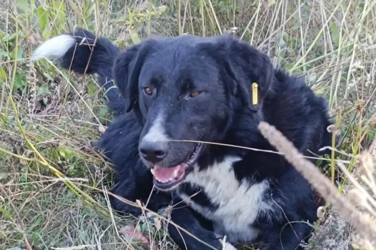 Ați văzut acest câine? Blacky a dispărut de pe centura de camioane din Cluj, iar femeia care îl caută oferă o recompensă: „Îmi e frică de ce-i mai rău”