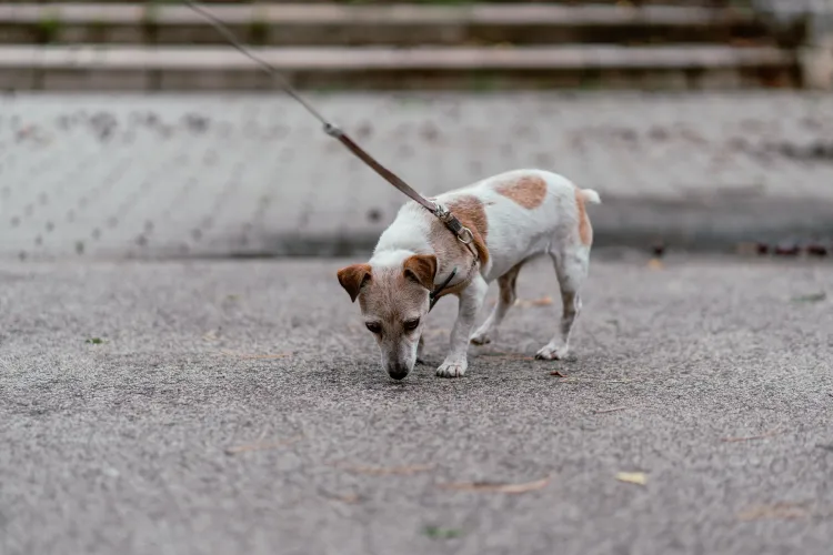 Un clujean critică stăpânii de câini care își lasă animalele să urineze în spațiul public: „Nu e igienic”