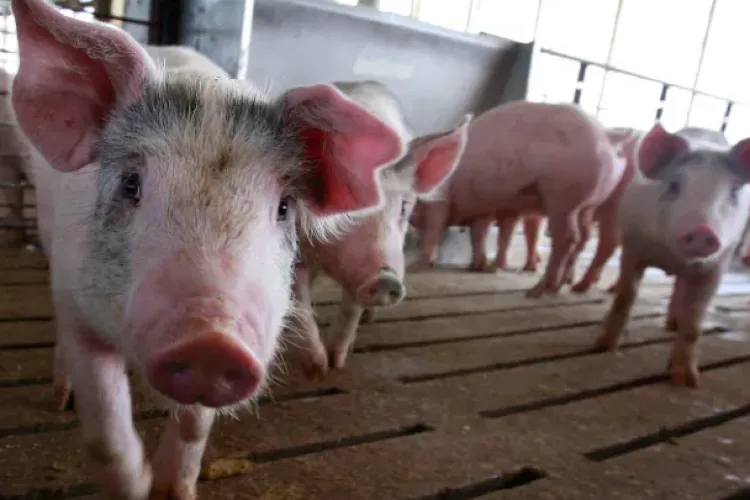 Șoferii care transportă ilegal porci riscă să rămână fără mașini! Proiectul de lege prevede inclusiv dosare penale