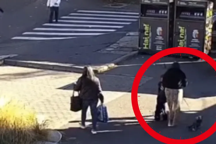 VIDEO. Un câine bichon a fost furat în plină zi, de pe o stradă din Cluj! Proprietara îl caută cu disperare