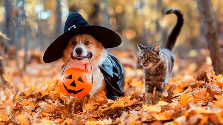 Halloween cu blănoși costumați la Iulius Mall Cluj! Paradă de căței în costume spectaculoase, plimbare în jurul lacului și un eveniment special