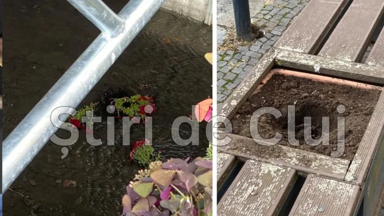VIDEO. Un nou episod de vandalism în Cluj! Florile rupte și aruncate la câteva zile după ce au fost plantate: „Nu au rezistat nici măcar o săptămână”