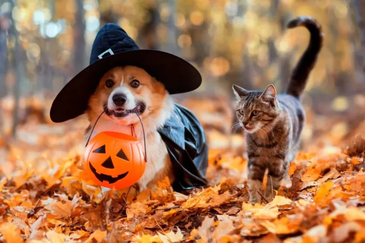 Halloween cu blănoși costumați la Iulius Mall Cluj! Paradă de căței în costume spectaculoase, plimbare în jurul lacului și un eveniment special