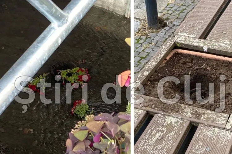 VIDEO. Un nou episod de vandalism în Cluj! Florile rupte și aruncate la câteva zile după ce au fost plantate: „Nu au rezistat nici măcar o săptămână”