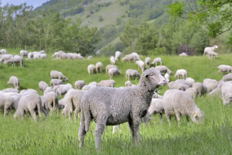 Începe vaccinarea micilor rumegătoare. România primește 1,1 milioane de doze de vaccin pentru ovine și caprine