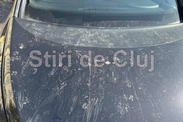 Boc, chemat să pună la punct pisicile din Zorilor! Un clujean nu mai știe cum să-și apere mașina: „Am încercat tot: ultrasunete, lămâi. Vă rog, rezolvați!”