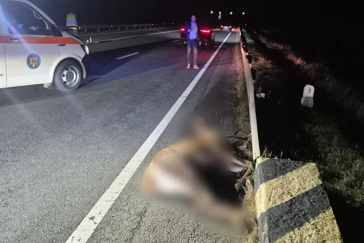 FOTO Cerb lovit mortal de o mașină în Cluj pe DN1. Șoferii sunt avertizați că zona e periculoasă