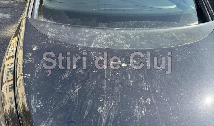 Boc, chemat să pună la punct pisicile din Zorilor! Un clujean nu mai știe cum să-și apere mașina: „Am încercat tot: ultrasunete, lămâi. Vă rog, rezolvați!”