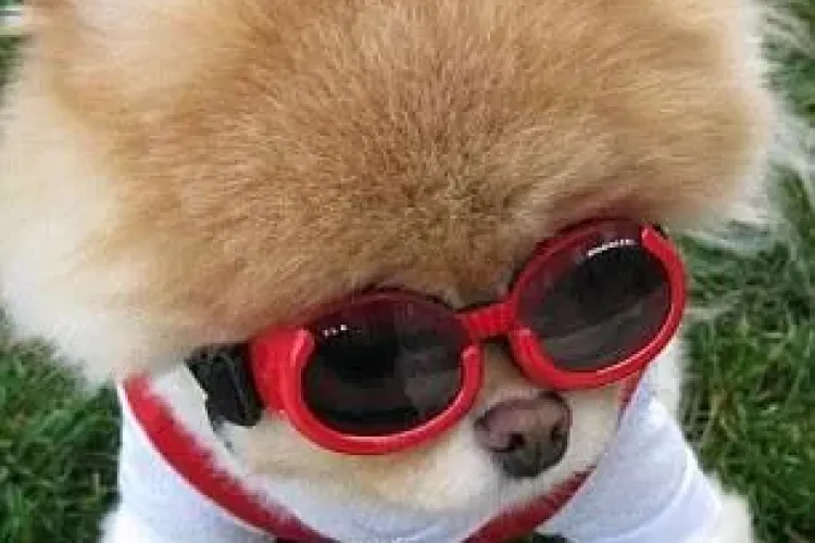 Nu e acesta cel mai dragut caine din lume? Boo are milioane de fani pe Facebook FOTO