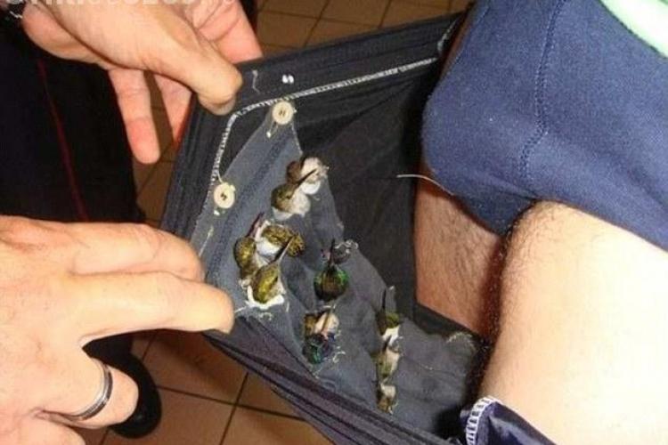 Turist arestat pentru ca a incercat sa scoata din tara pasari colibri vii, ascunse in pantaloni FOTO