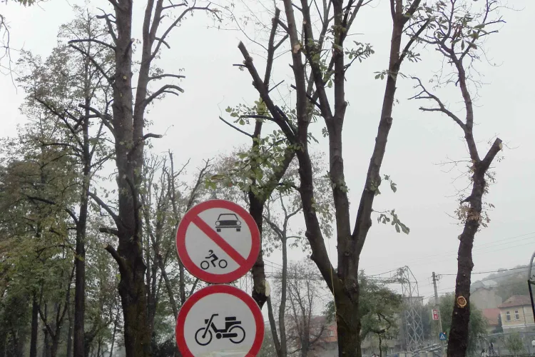 Copacii din Parcul Central "toaletati" cu drujba, acuza GAS Cluj