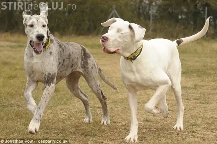 Emotionant! Un caine orb ajutat de un alt patruped