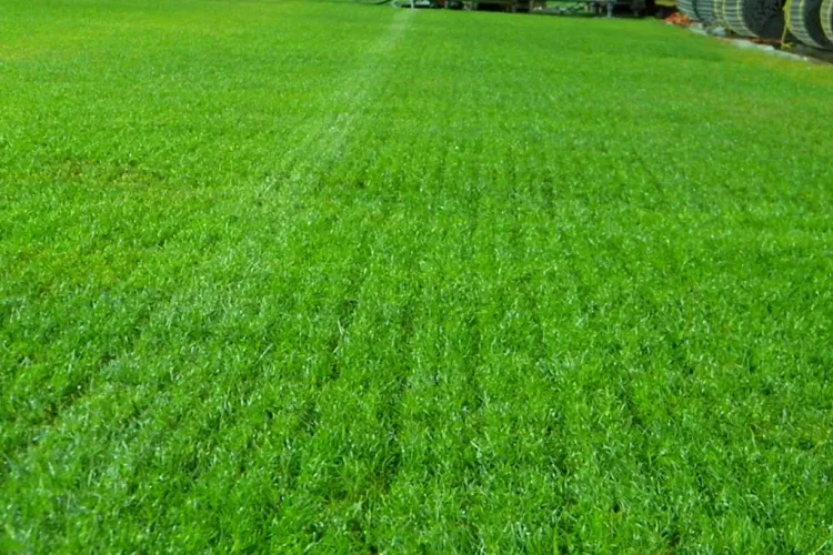 Cum arata gazonul de pe Cluj Arena in urma concertelor Scorpions si Smokie FOTO