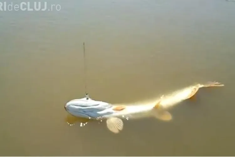 Lacul Stiucii de la Sacalaia are peste! Vezi cum arata o stiuca de 5,7 kilograme VIDEO