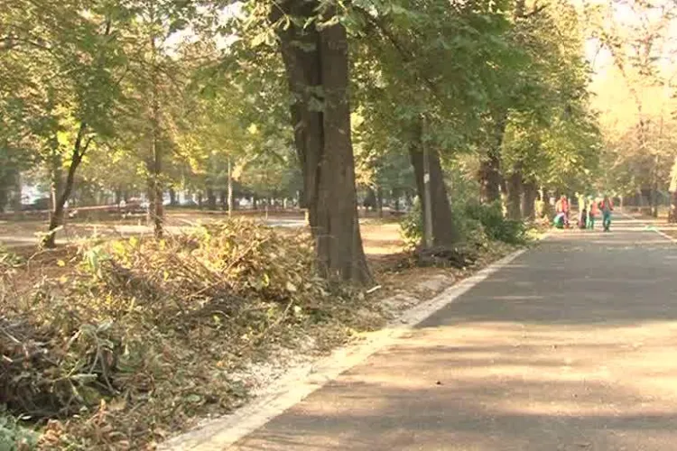 Afla motivul pentru care sunt toaletati arborii din Parcul Central! Ecologistii protesteaza VIDEO