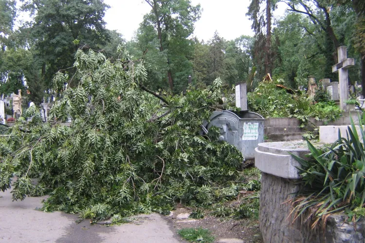 Primaria le raspunde celor care contesta toaletarea din Parcul Central cu un set de fotografii VEZI imaginile
