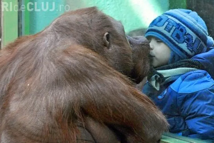 FOTO de milioane! Un copil "botic in botic" cu un urangutan de peste 100 de kilograme 