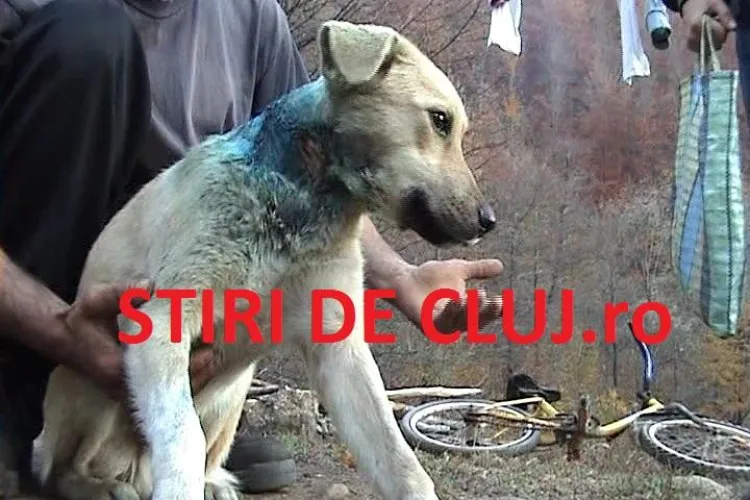 Cruzime! Caini impuscati cu alice de vanatori VIDEO