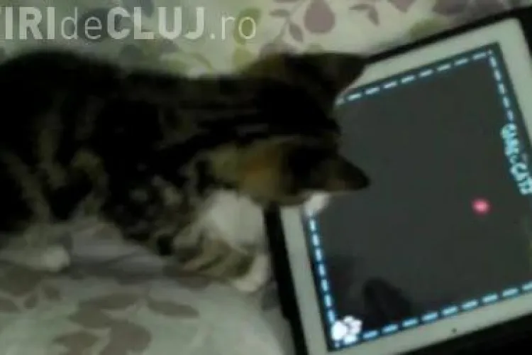 Si pisicile sunt innebunite de iPad-uri VIDEO