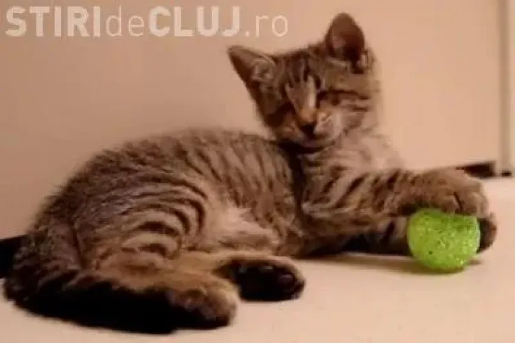 EMOTIONANT: Ce face un motan orb cand primeste prima jucarie VIDEO