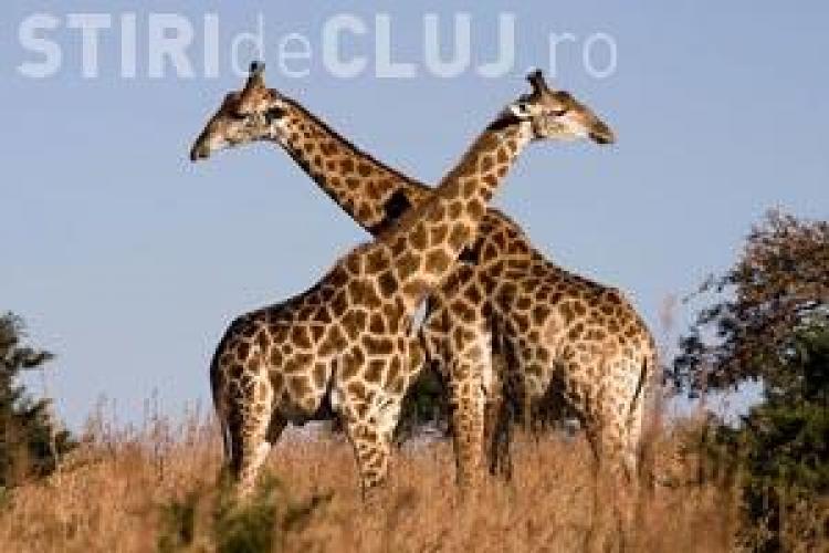 Gradina Zoologica Turda va avea girafe si rinoceri
