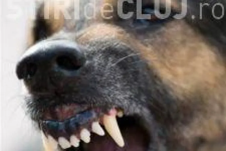 Cainii agresivi din Someseni terorizeaza o strada! Un caine de rasa a fost sfasiat 