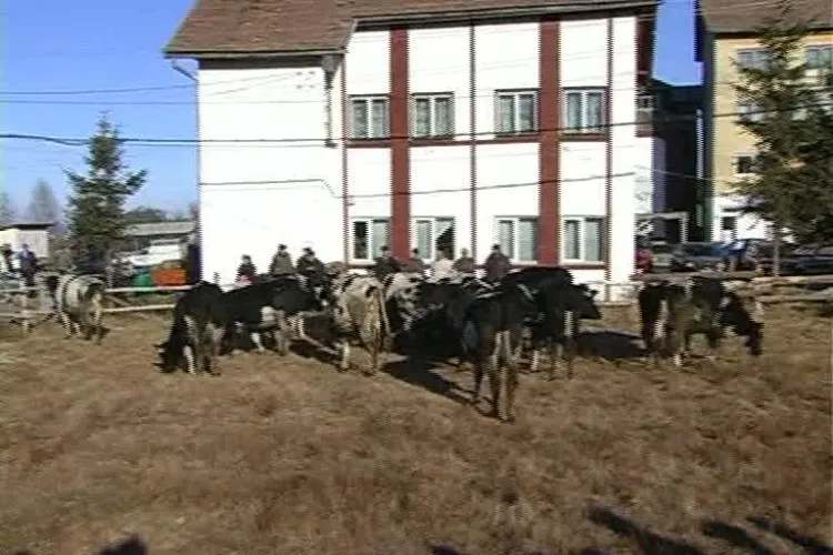 Vaci donate din Irlanda pentru satenii din Rasca, judetul Cluj. Laptele de la animale va merge si la orfelinate VIDEO