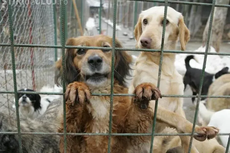 Deputatii au hotarat: cainii comunitari pot fi eutanasiati