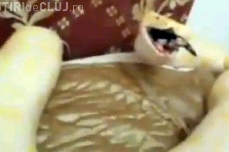 Acest video a socat intreaga lume! Si-a hranit pitonul cu un pui de pisica VIDEO SOCANT