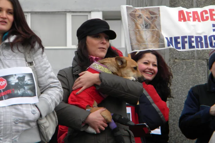 Miting in Piata Mihai Viteazu organizat de NUCA: "Stop abandonului cainilor" VIDEO si FOTO