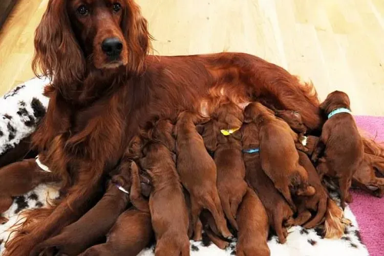 Ati mai vazut asa ceva? O catea din rasa setter rosu irlandez a fatat 15 pui FOTO