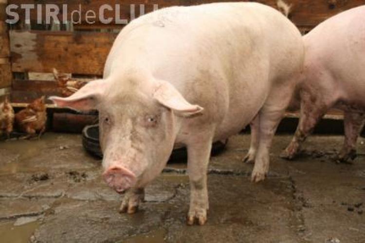 Aveti grija ce fel de carne de porc mancati. 8 cazuri de trichineloza porcina descoperite in Cluj