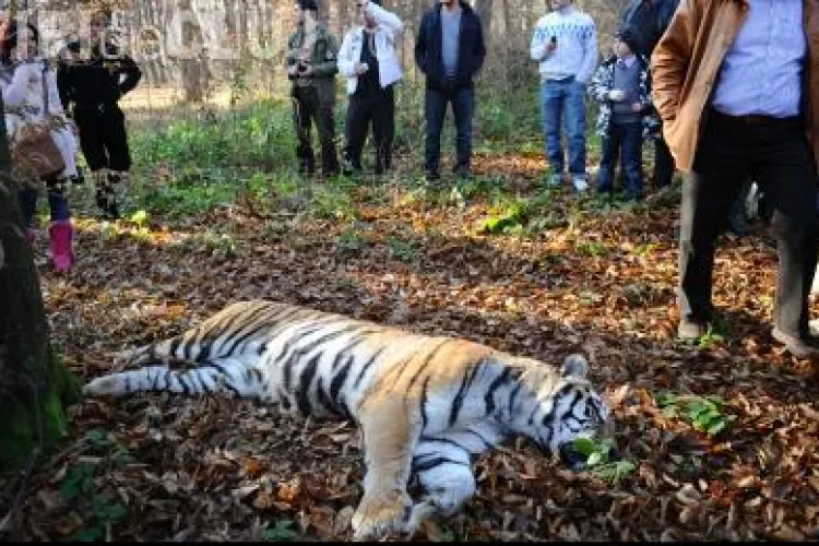 Ce a spus vanatorul care a ucis tigrul evadat de la Gradina Zoologica din Sibiu VIDEO