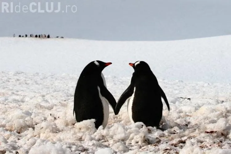 Aceasta este fotografia zilei din Telegraph! E facuta de un roman