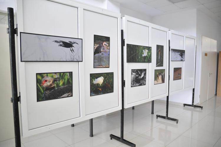 Expozitie foto cu pasari de pe trei continente, la USAMV Cluj