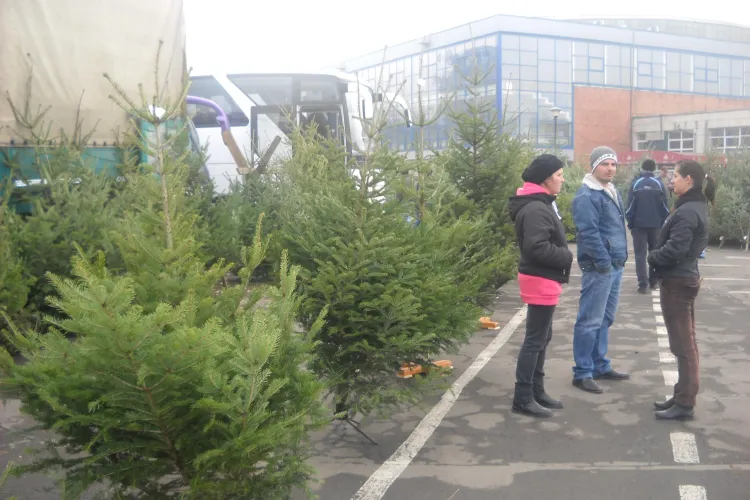 Pietele volante de brazi nu sunt pe placul comerciantilor. Vezi aici preturi FOTO si VIDEO