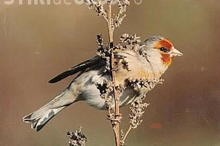 Un barbat din Turda bracona sticleti, folosind capcane