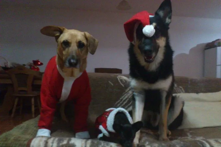 Cei mai draguti caini de Craciun sunt din Dezmir FOTO