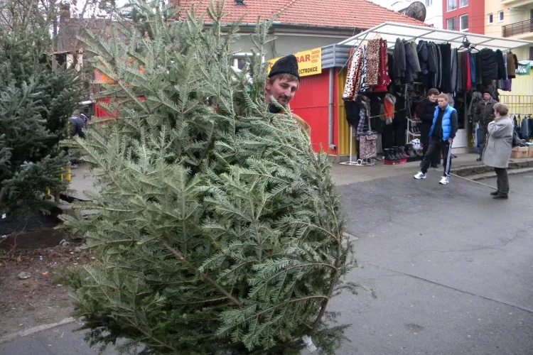 154 de pomi de Craciun, confiscati de politistii din Cluj