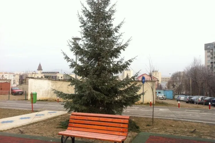 Un clujean reclama bradul de Craciun amplasat intr-un parc de pe strada Mehedinti