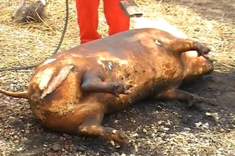 Porc injunghiat de Ignat la targul "Produs de Cluj" VIDEO